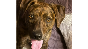 Lost Pet: Honey