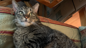 Lost Pet: Dexter