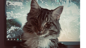 Lost Pet: Onyx