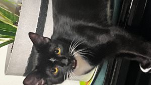 Lost Pet: Gem