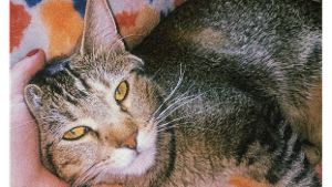 Lost Pet: BeBe