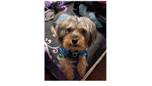 Lost Pet: Keylo