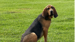 Lost Pet: Sissy