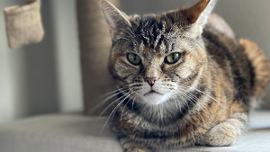 Lost Pet: Nibbles