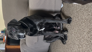 Lost Pet: Apollo