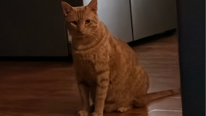 Lost Pet: Jimmy