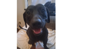 Lost Pet: FJ