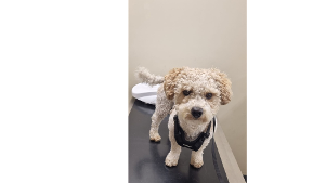 Lost Pet: Canelo