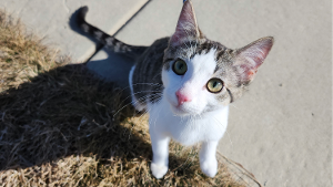 Lost Pet: Loky