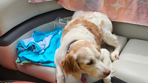 Lost Pet: Maggie