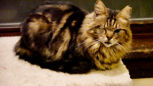Lost Pet: Hagen
