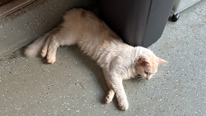 Lost Pet: Thor