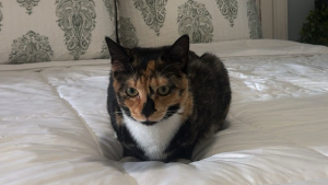 Lost Pet: Malibu