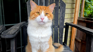 Lost Pet: Phoebe