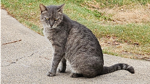 Lost Pet: Chenille