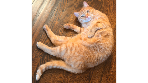 Lost Pet: Officer Josh Meow Meow FuzzyFace
