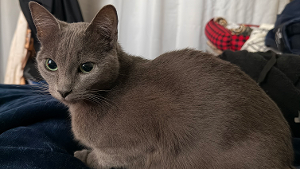 Lost Pet: Blue