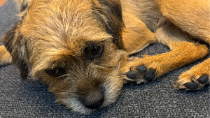 Lost Pet: Boone
