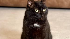 Lost Pet: Jimmy
