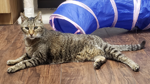 Lost Pet: Mr. Bigglesworth