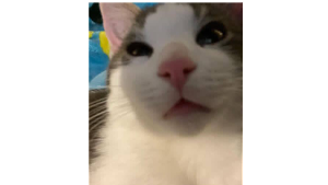 Lost Pet: Biggie