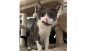 Lost Pet: Stanley