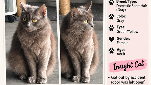 Lost Pet: LUNA JUNE
