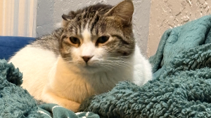 Lost Pet: Otis