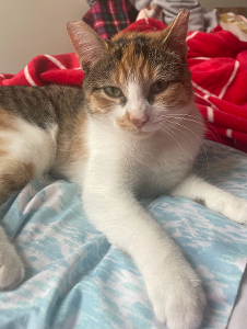 Lost Pet: Beauty