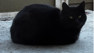 Lost Pet: Batata