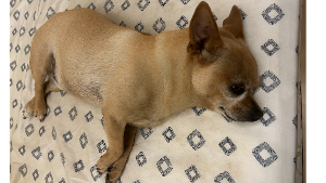 Lost Pet: Almond