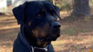 Lost Pet: Dakota Davis