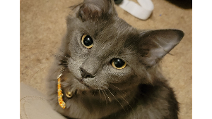 Lost Pet: Lennon