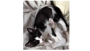 Lost Pet: Nipsey