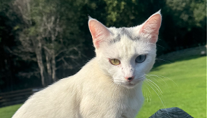 Lost Pet: gurt