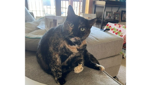 Lost Pet: Kitty