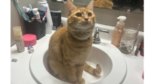 Lost Pet: Octavia