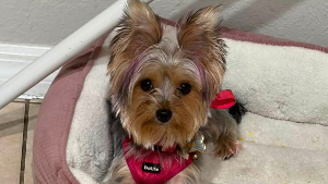 Lost Pet: Zoey Chantel Harris