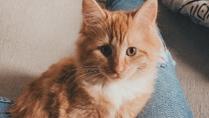 Lost Pet: Sushi