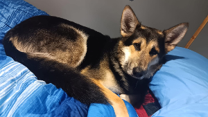 Lost Pet: Remmy