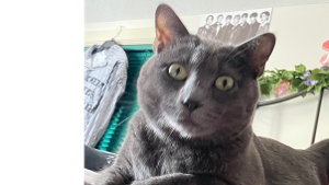 Lost Pet: Ari