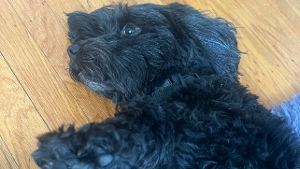 Lost Pet: Midnight