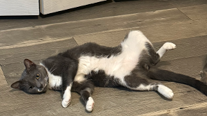 Lost Pet: smokey