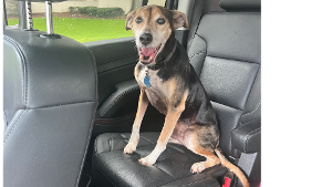 Lost Pet: Charlie 