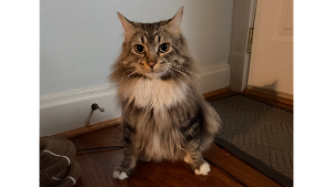 Lost Pet: Guillermo