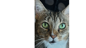 Lost Pet: Athenea2
