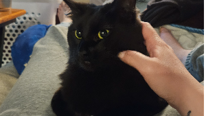 Lost Pet: Pippin