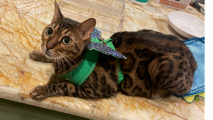 Lost Pet: Meeko