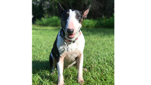 Lost Pet: Mila