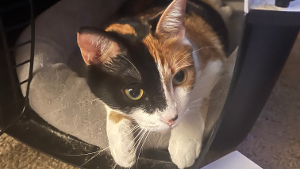 Lost Pet: Autumn